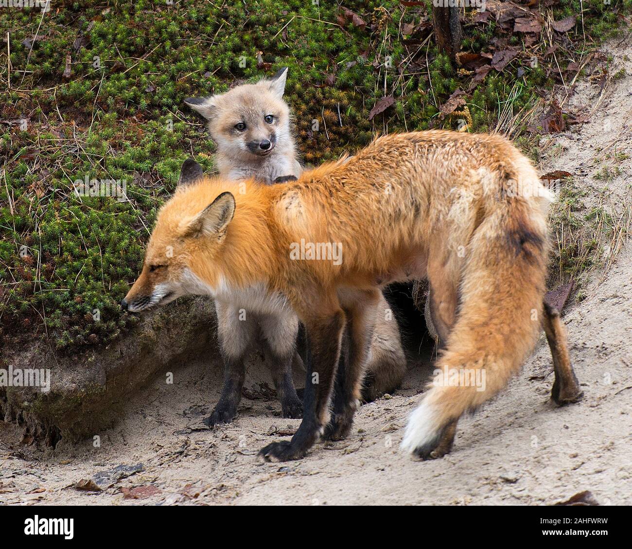Red Fox Tier Mutter und Kit fox Close-up Profil anzeigen im Wald am leihen den mit Moos Hintergrund und Vordergrund sand in Ihren surroundi Stockfoto