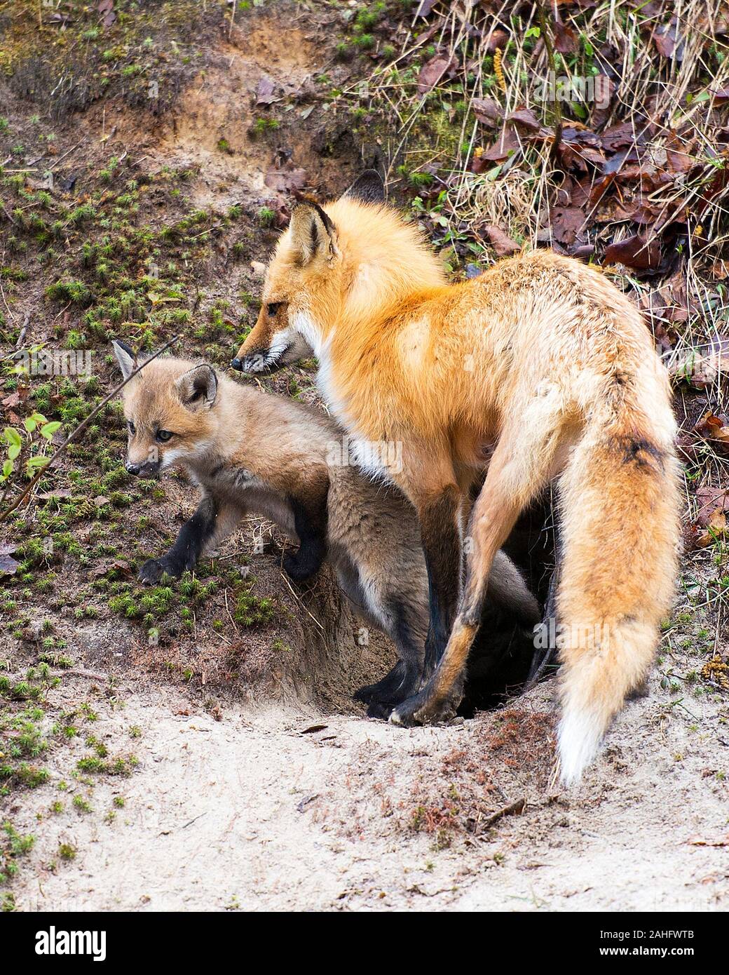 Red Fox Tier Mutter und Kit fox Close-up Profil anzeigen im Wald am leihen den mit Moos Hintergrund und Vordergrund sand in Ihren surroundi Stockfoto