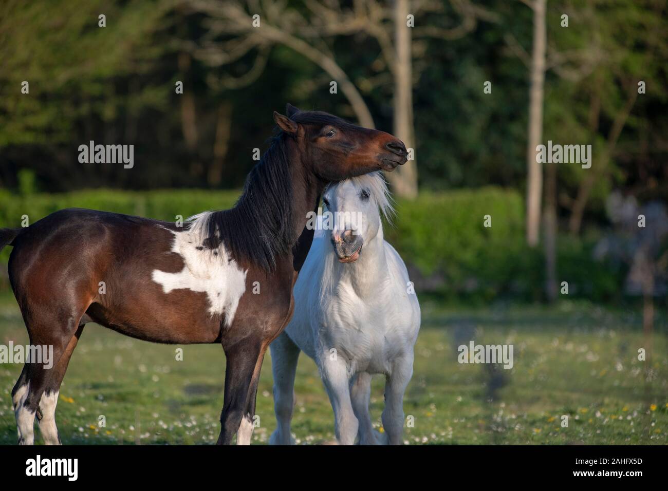 Ein paar Horses-Equus ferus caballus zeigen Zuneigung. Stockfoto