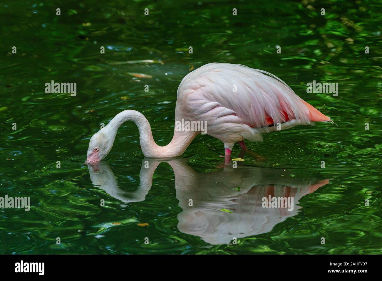 Die amerikanische Flamingo, Phoenicopterus ruber ist eine große Art der Flamingo Stockfoto