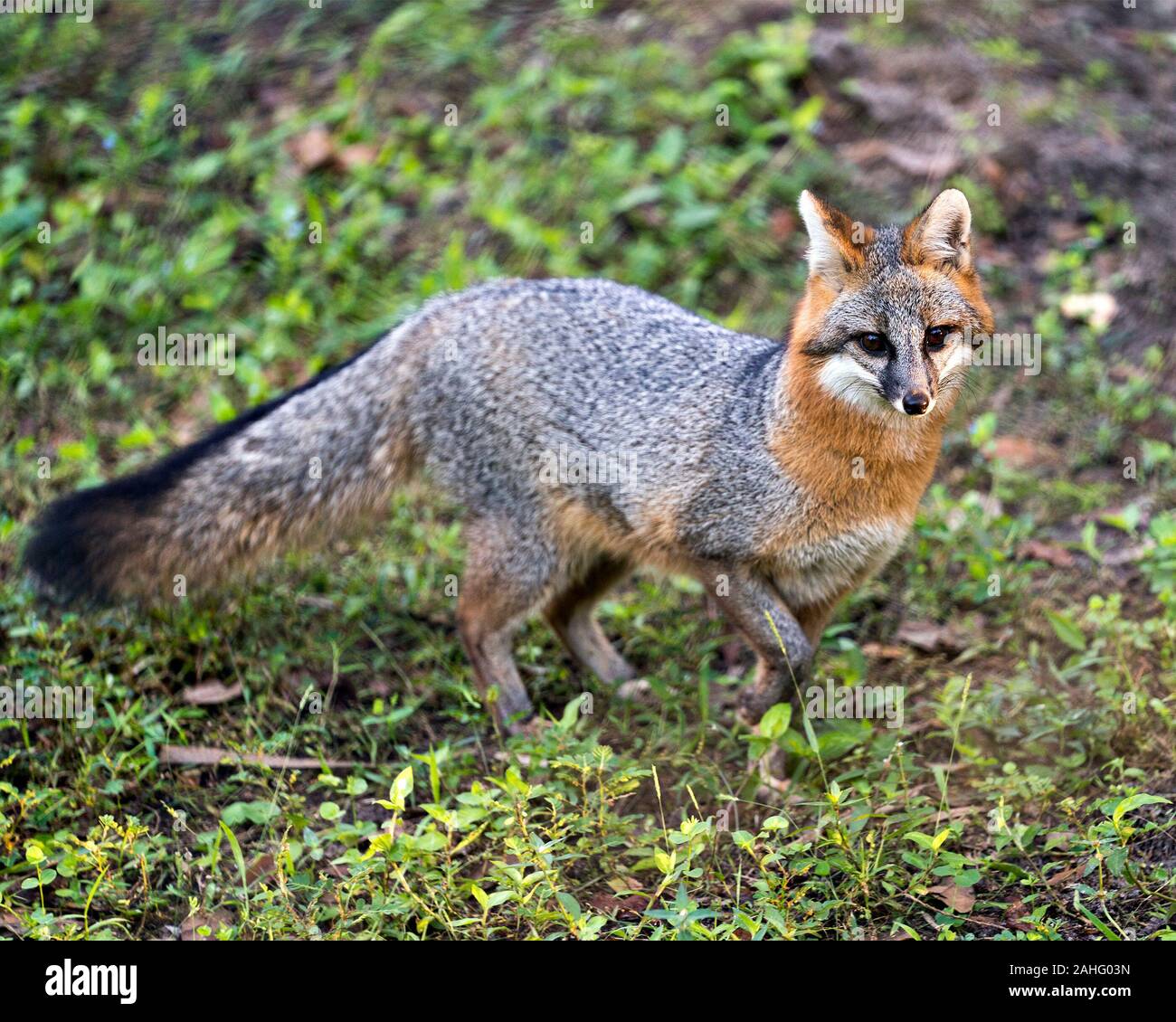 Gray fox Tier wandern in einem Feld, in dem grauen Pelz, Kopf, Ohren, Augen, Nase, buschigen Schwanz mit einem Hintergrund in seiner Umgebung und environme verschwommen Stockfoto