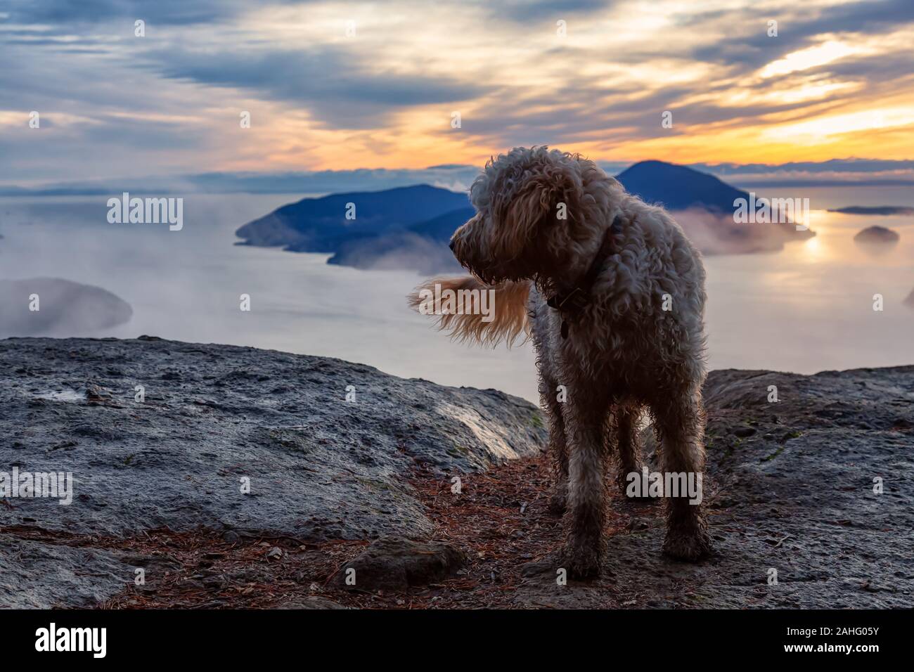 Hund Wandern in den Bergen Stockfoto