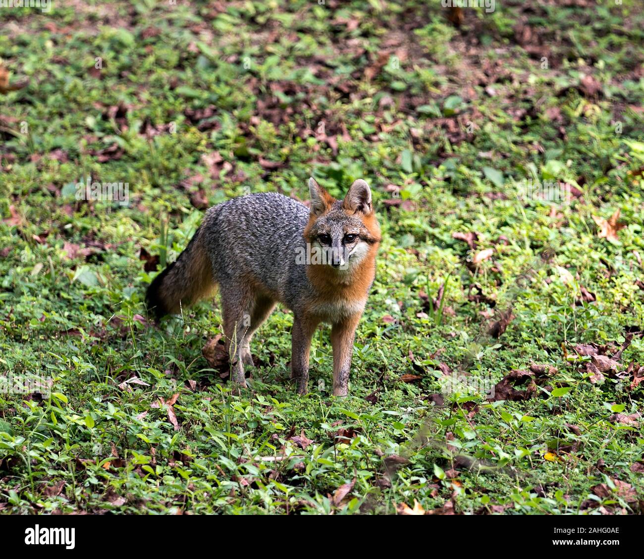Gray fox Tier Futter in einem Feld, in dem grauen Pelz, Körper, Kopf, Ohren, Augen, Nase, buschigen Schwanz in seiner Umgebung und Umwelt. Stockfoto