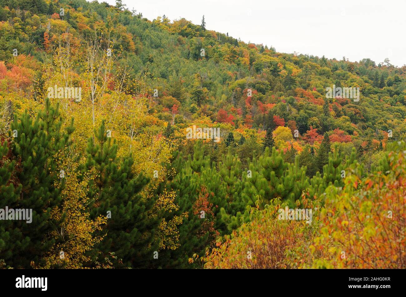 Herbst Landschaft Landschaft mit bunten Natur Szene von Grün umgeben, mit einem grauen Himmel. Stockfoto