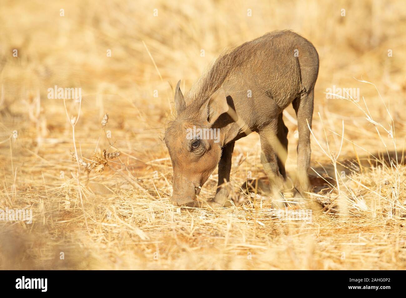 Gemeinsame Warzenschwein (Phacochoerus africanus) Ferkel Stockfoto