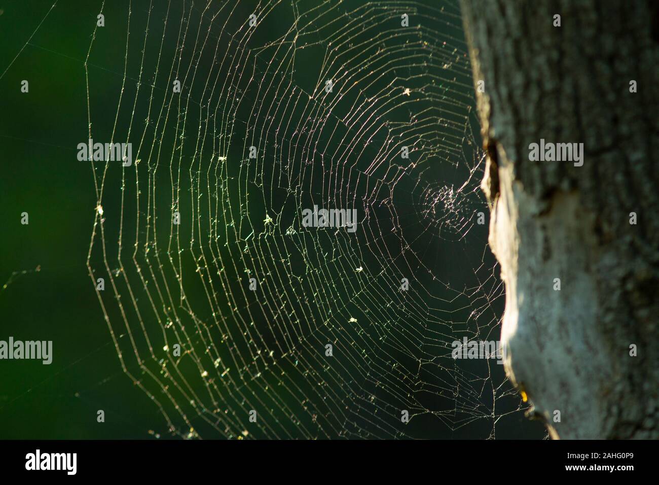 Spinnennetz, Hintergrundbeleuchtung, mit Morgentau Stockfoto