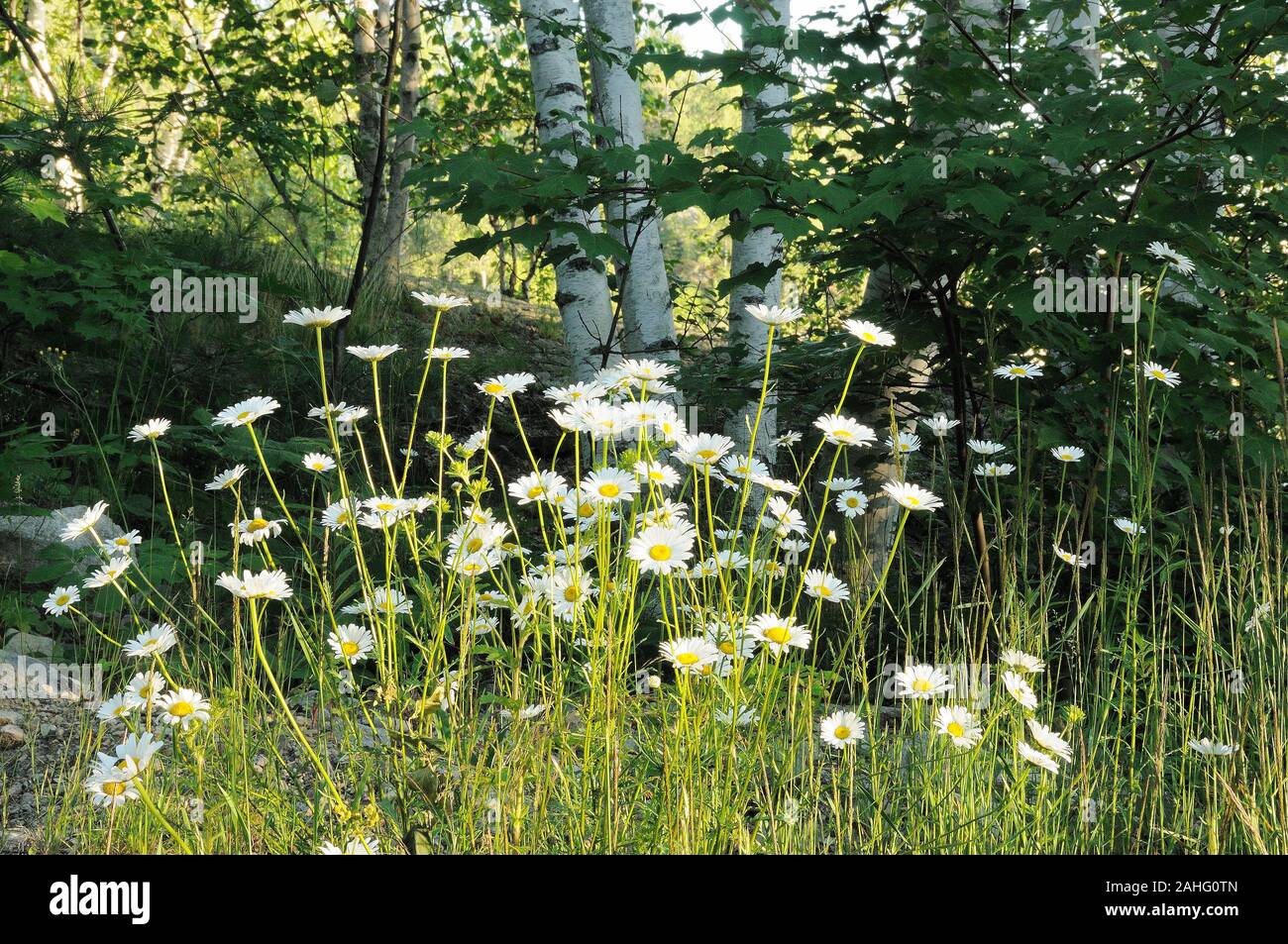 Margeriten Wildblumen Wiese, Laub mit schönen Hintergrund der Bäume Landschaft der Sommersaison. Stockfoto