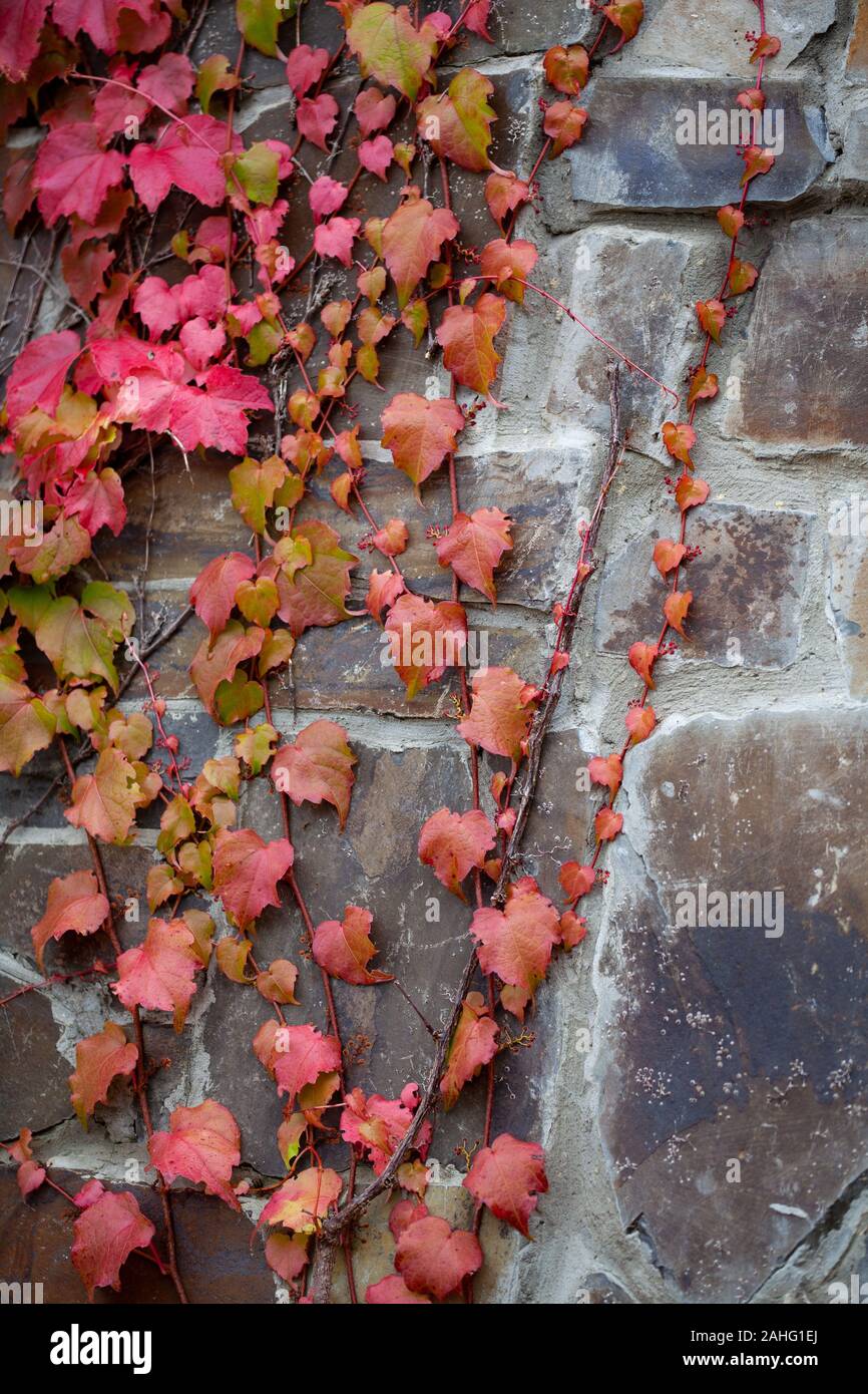 Rote Blätter von parthenocissus tricuspidata veitchii wachsen auf einer mittelalterlichen Mauer Hintergrund. Virginia Creeper, fünf-leaved Efeu, wachsen auf Steinmauer. Stockfoto