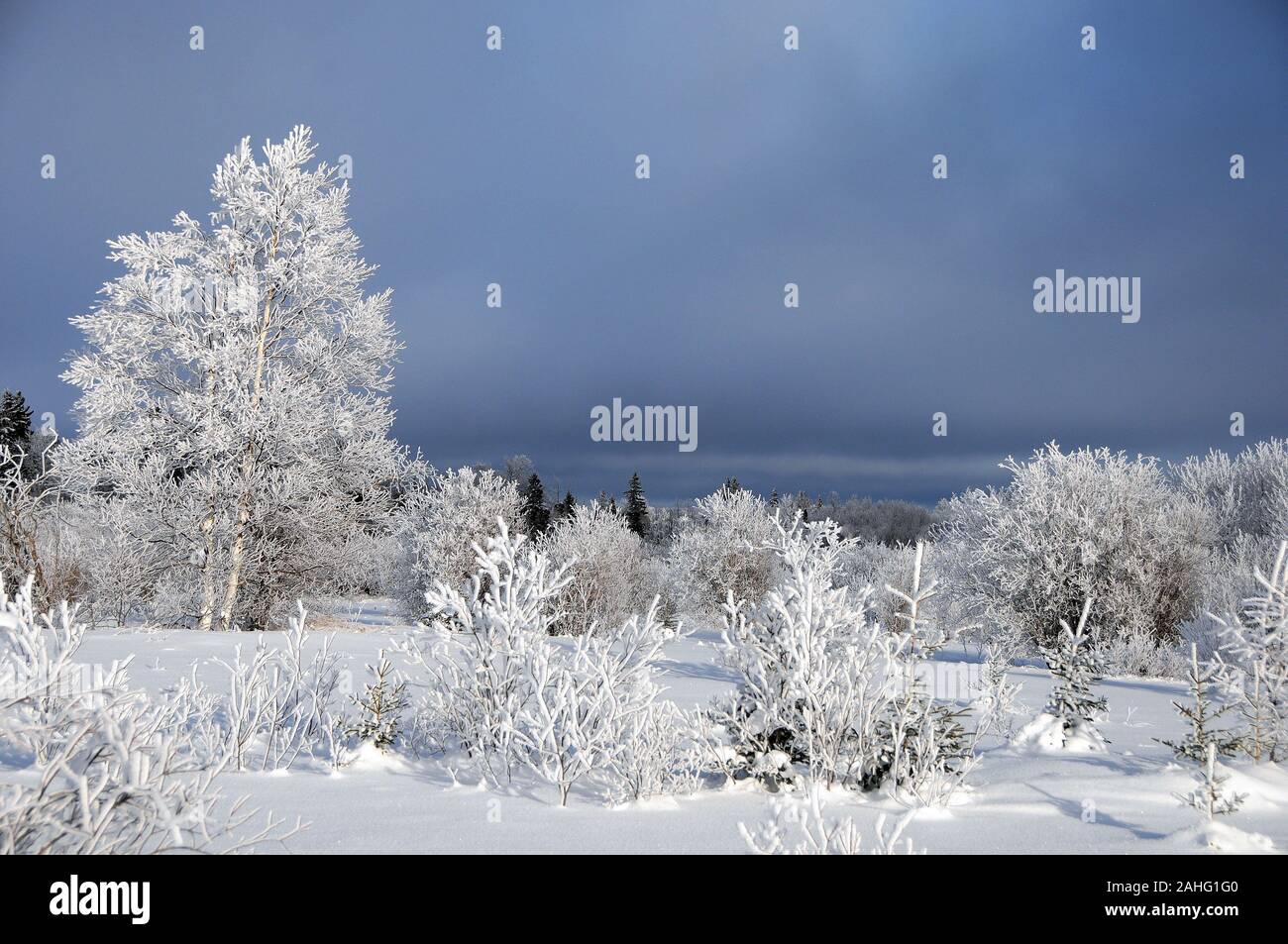 Winterlandschaft mit Frost Bäume aalen sich in der Sonne mit einem bleu Sky seine Schönheit in der Natur. Stockfoto