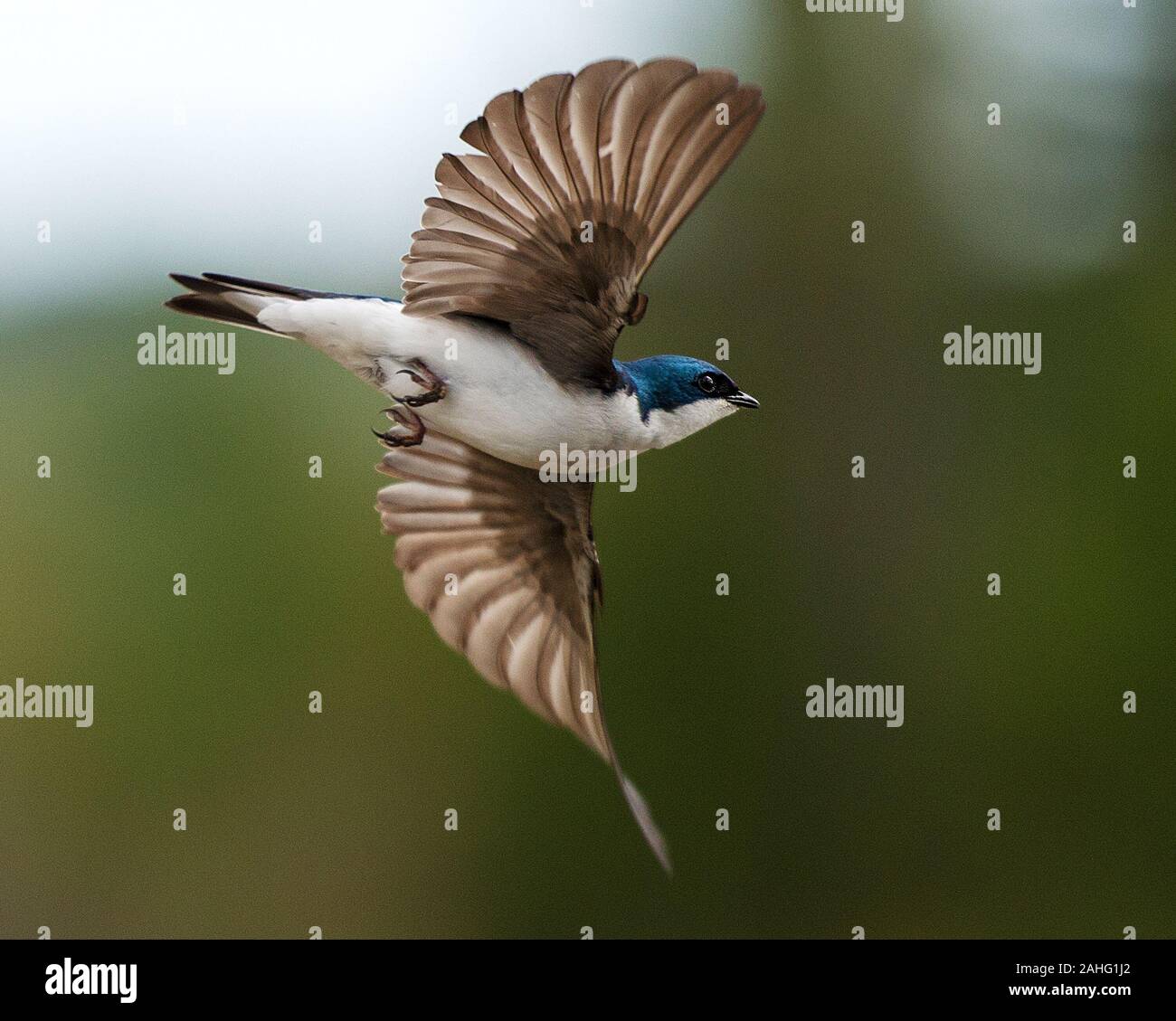 Schwalbe Vogel fliegen Aussetzen die ausgebreiteten Flügel, Körper, Schnabel, Augen-, Kopf, Füße, Flügel, Schwanz mit einer bokeh Hintergrund. Stockfoto