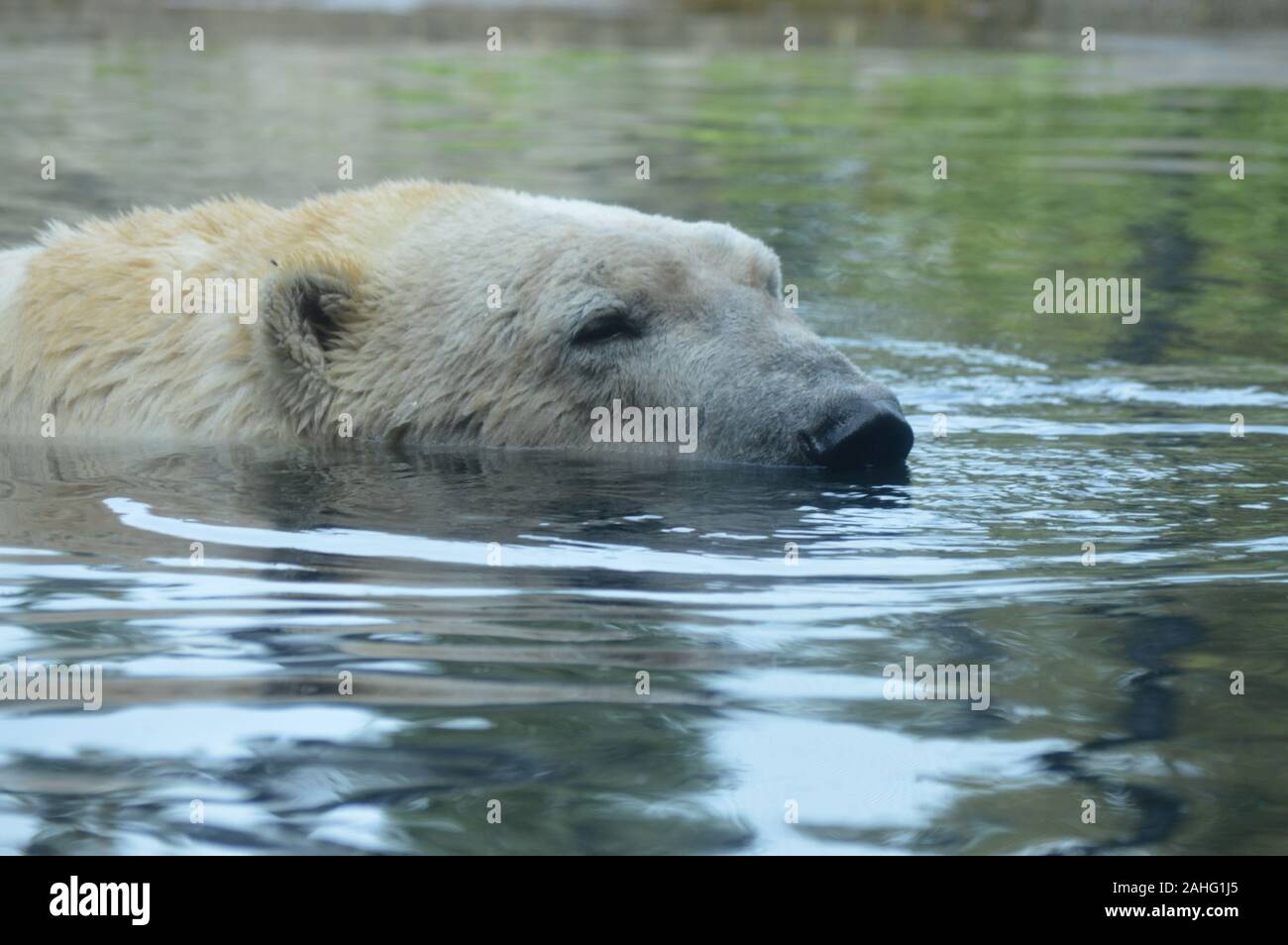 Eisbär im Wasser schwimmen Stockfoto