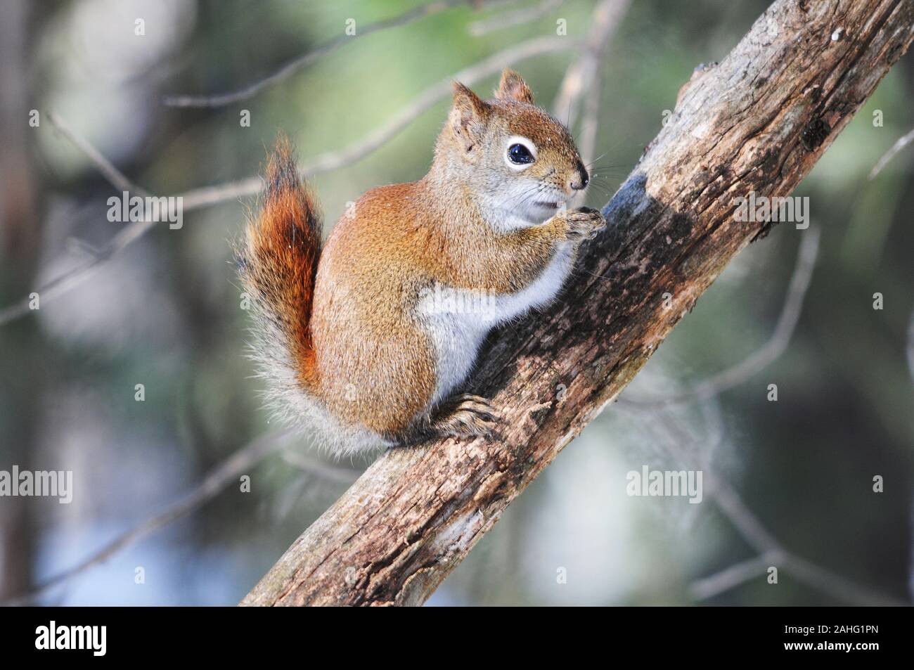 Eichhörnchen Tier close-up Profil anzeigen im Wald sitzt auf einem Ast Baum mit bokeh Hintergrund essen und Anzeigen braunes Fell, Kopf, Augen, Nase, Stockfoto