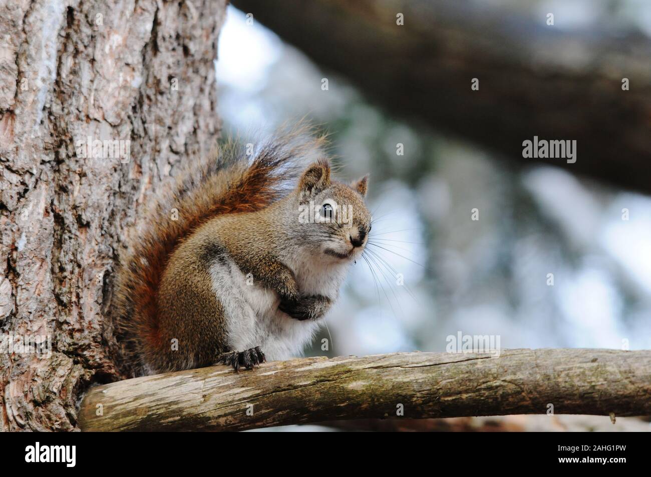 Eichhörnchen Tier close-up Profil anzeigen im Wald sitzt auf einem Ast Baum mit bokeh Hintergrund anzeigen sein braunes Fell, Kopf, Augen, Nase, Ohren, p Stockfoto
