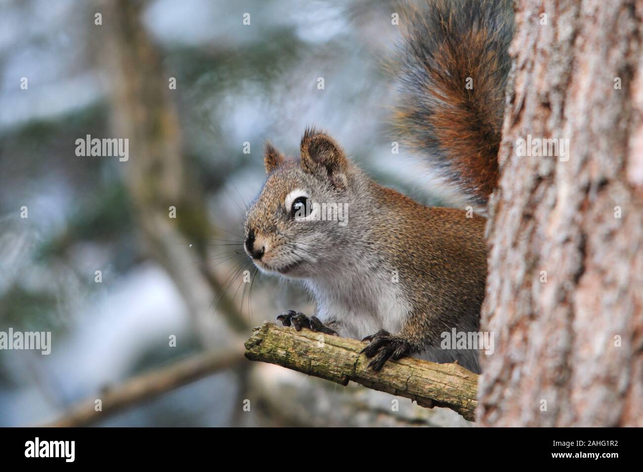 Eichhörnchen Tier in der Nähe Profil ansehen Sitzen auf einem Ast mit bokeh Hintergrund seiner Umgebung und Umwelt. Stockfoto