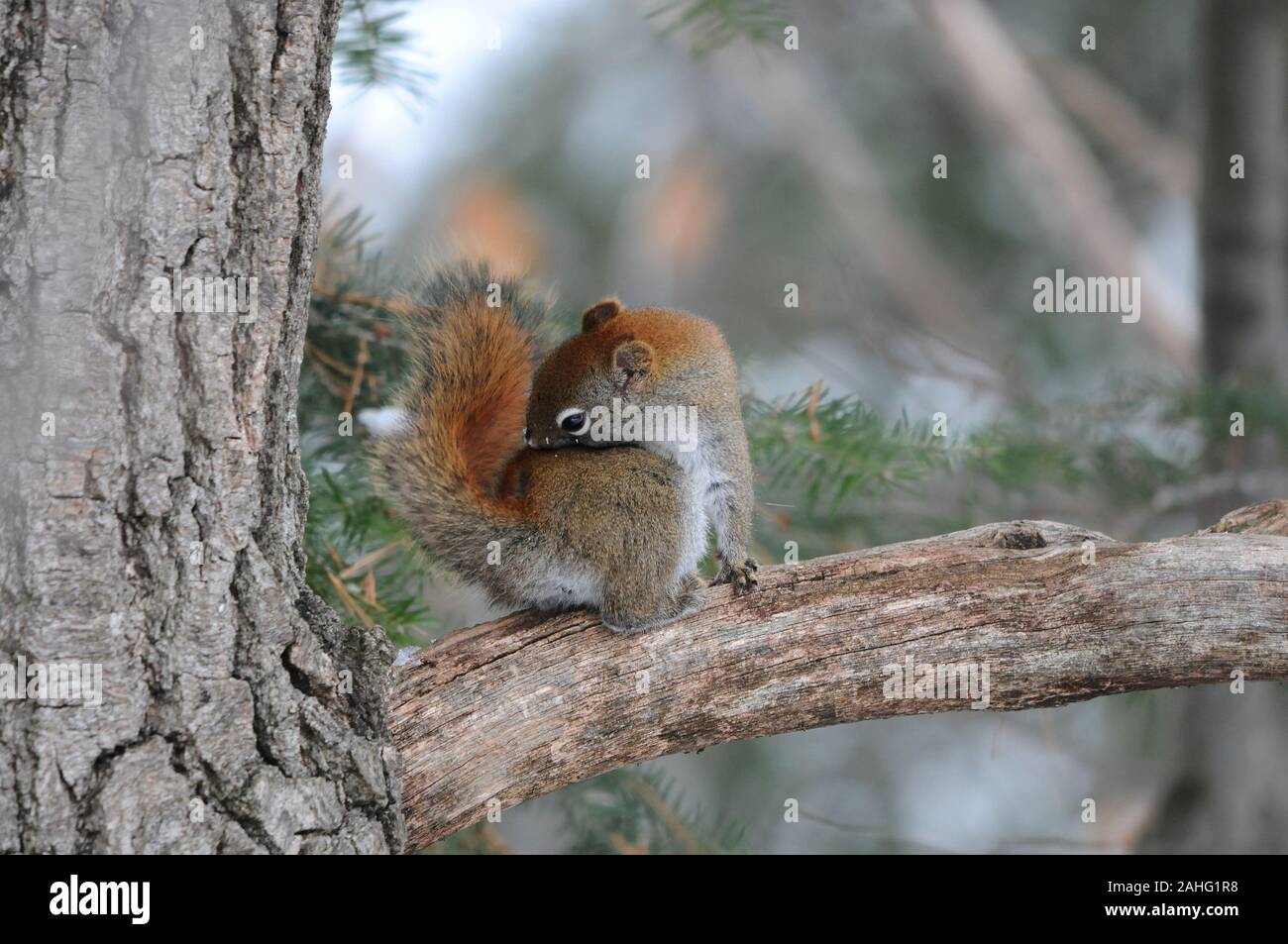 Eichhörnchen Tier close-up Profil anzeigen im Wald sitzt auf einem Ast Baum mit bokeh Hintergrund anzeigen sein braunes Fell, Kopf, Augen, Nase, Ohren, p Stockfoto