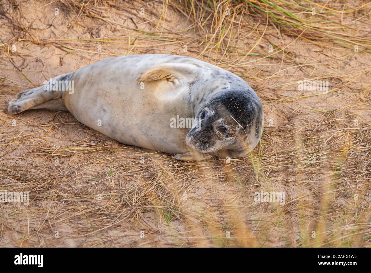 Junge Kegelrobbe in den Dünen bei horesy Spalt an der Küste von Norfolk Stockfoto