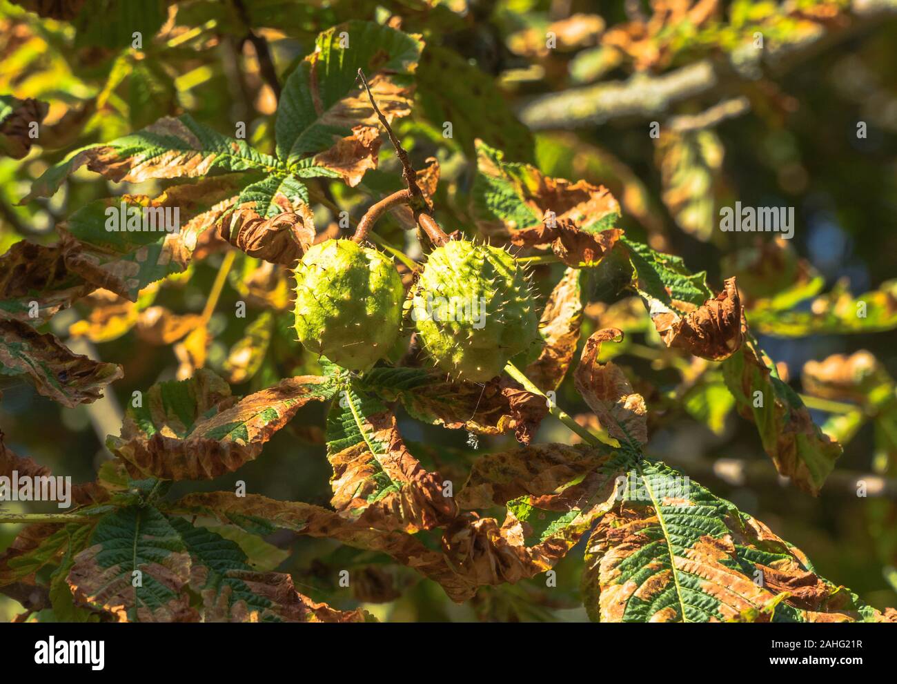 Rosskastanie (Aesculus hippocastanum) Früchte mit verfallenden verlässt. Hereford, Großbritannien. September 2019 Stockfoto