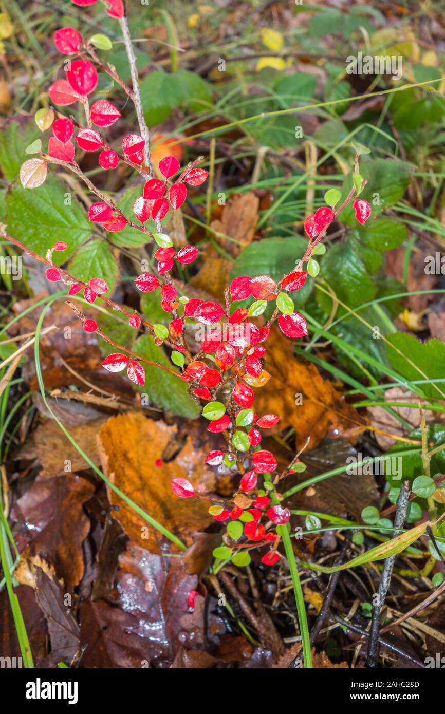 Cotoneaster Winter Laub wächst in Wäldern in der Herefordshire Landschaft, Fownhope Herefordshire Großbritannien. November 2019 Stockfoto