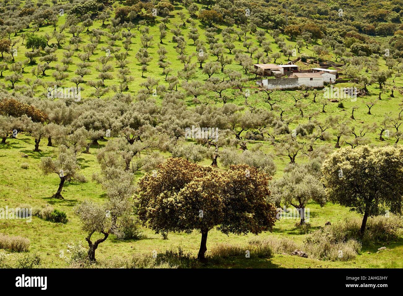Olivenbäume und Bauernhof Finca in der Extremadura Spanien Stockfoto