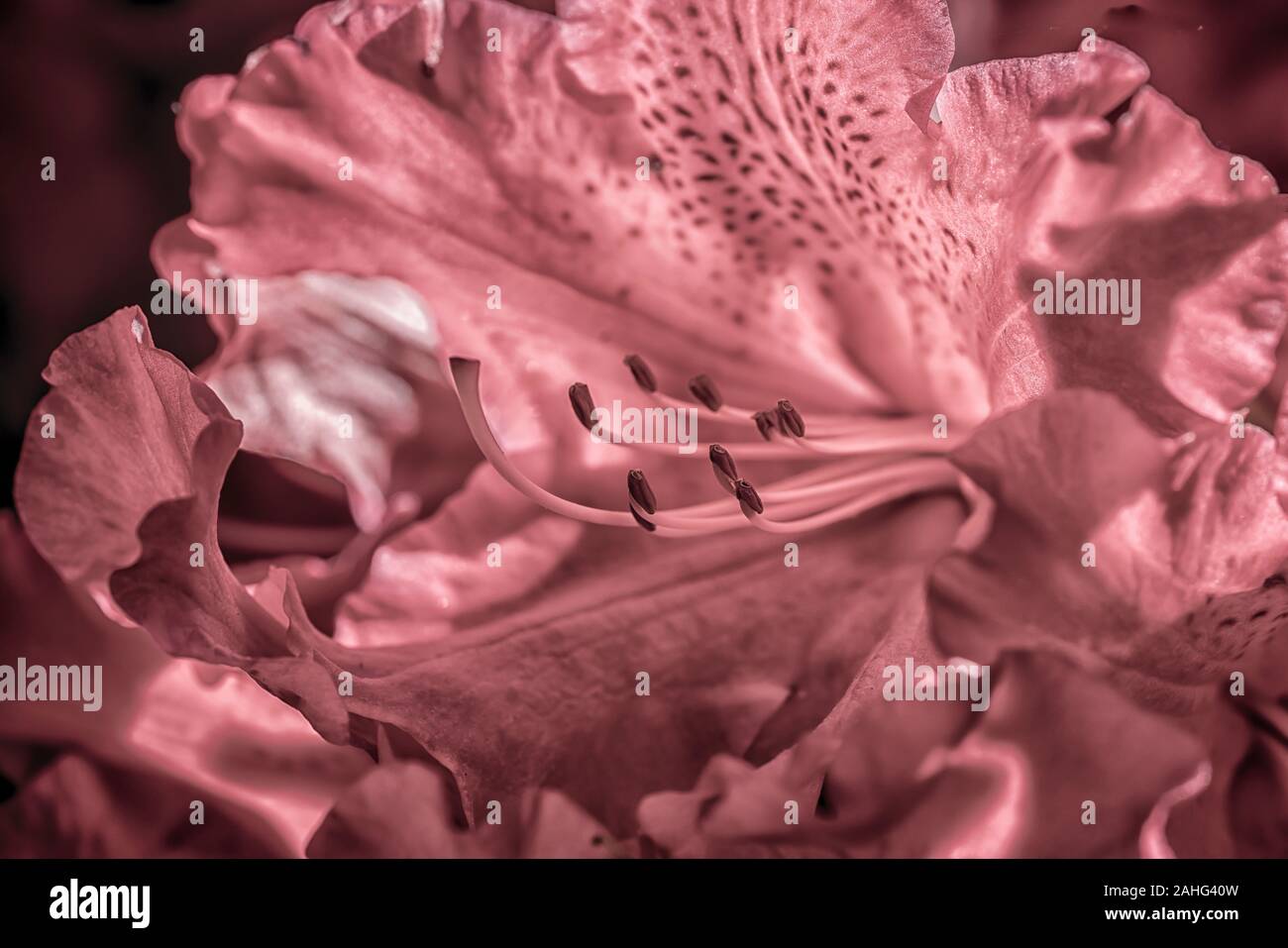 Nahaufnahme einer rosa Rhododendron Blüte Stockfoto