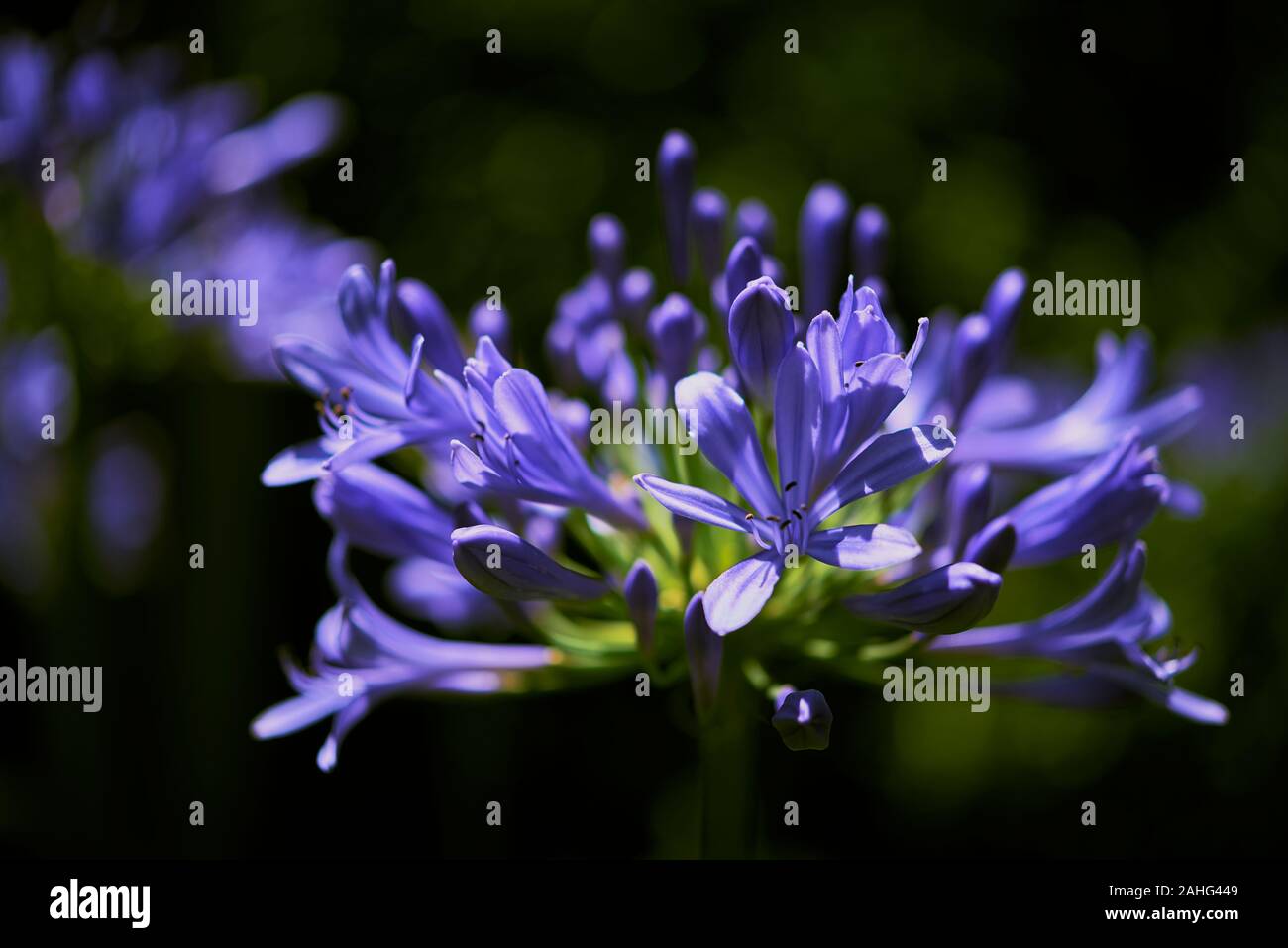 Blühende blaue Agapanthus, Schmucklilie (Agapanthus africanus), oder die Lilie auf dem Nil. Blaue Lilie Blume Hintergrund. Stockfoto