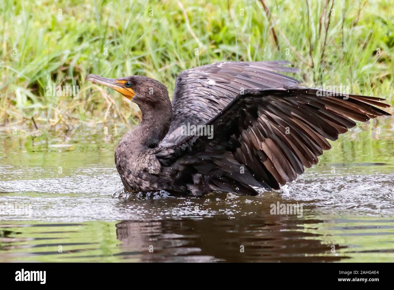 Kormoran flattern seine Flügel in einem Teich Stockfoto