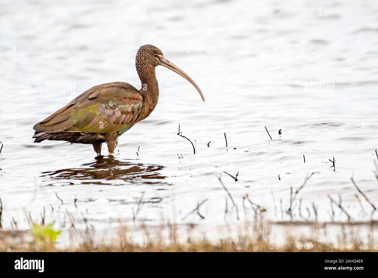 Glossy ibis im Wasser - Florida Stockfoto