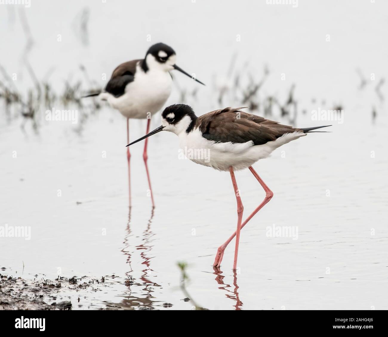 Schwarz necked Stelzenläufer zu Fuß durch die Sümpfe auf der Suche nach Nahrung Stockfoto