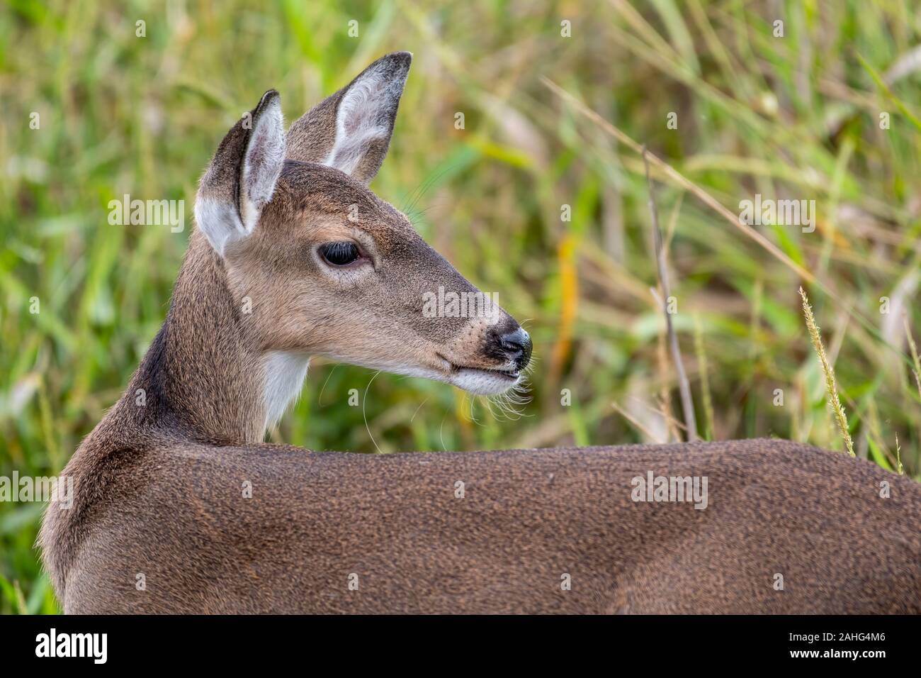 Nahaufnahme eines jungen Wilden Hirsche fressen Gras in Florida Stockfoto