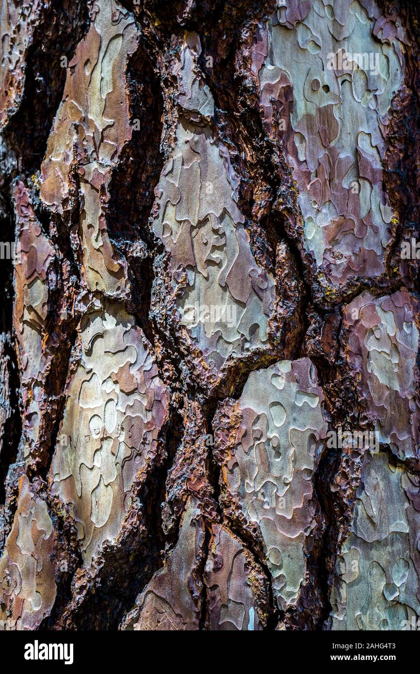 Nahaufnahme der Rinde an einem Zucker-Kiefer-Baum Stockfoto