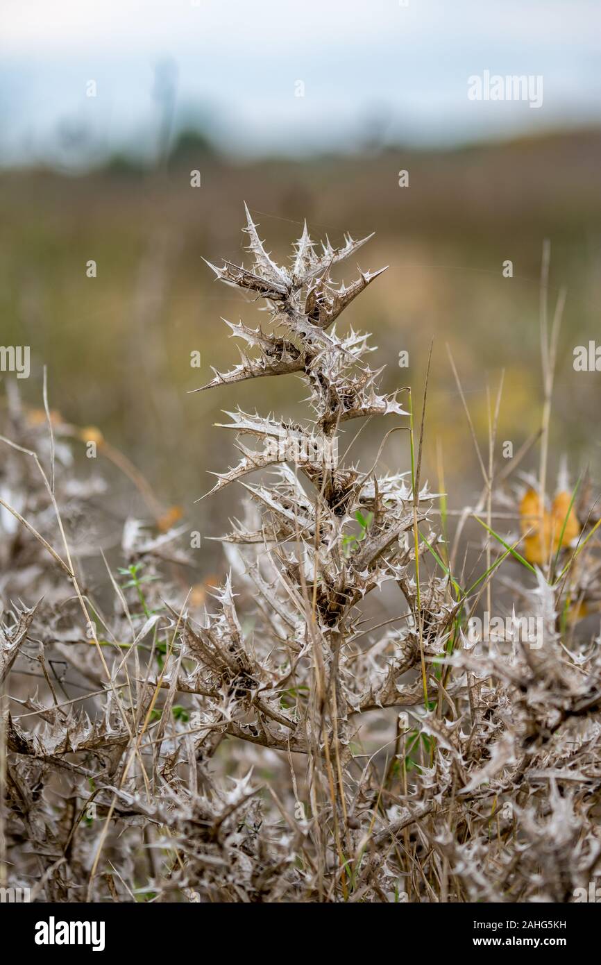 Schöne trockene stachelige Stengel und Blätter von Distel, lateinischer Name Onopordum acanthium. In trüben Herbsttag im Tal des Flusses Mariza in der Nähe von Dimitrovgrad Bulgarien fotografiert, verschwommenen Hintergrund Stockfoto