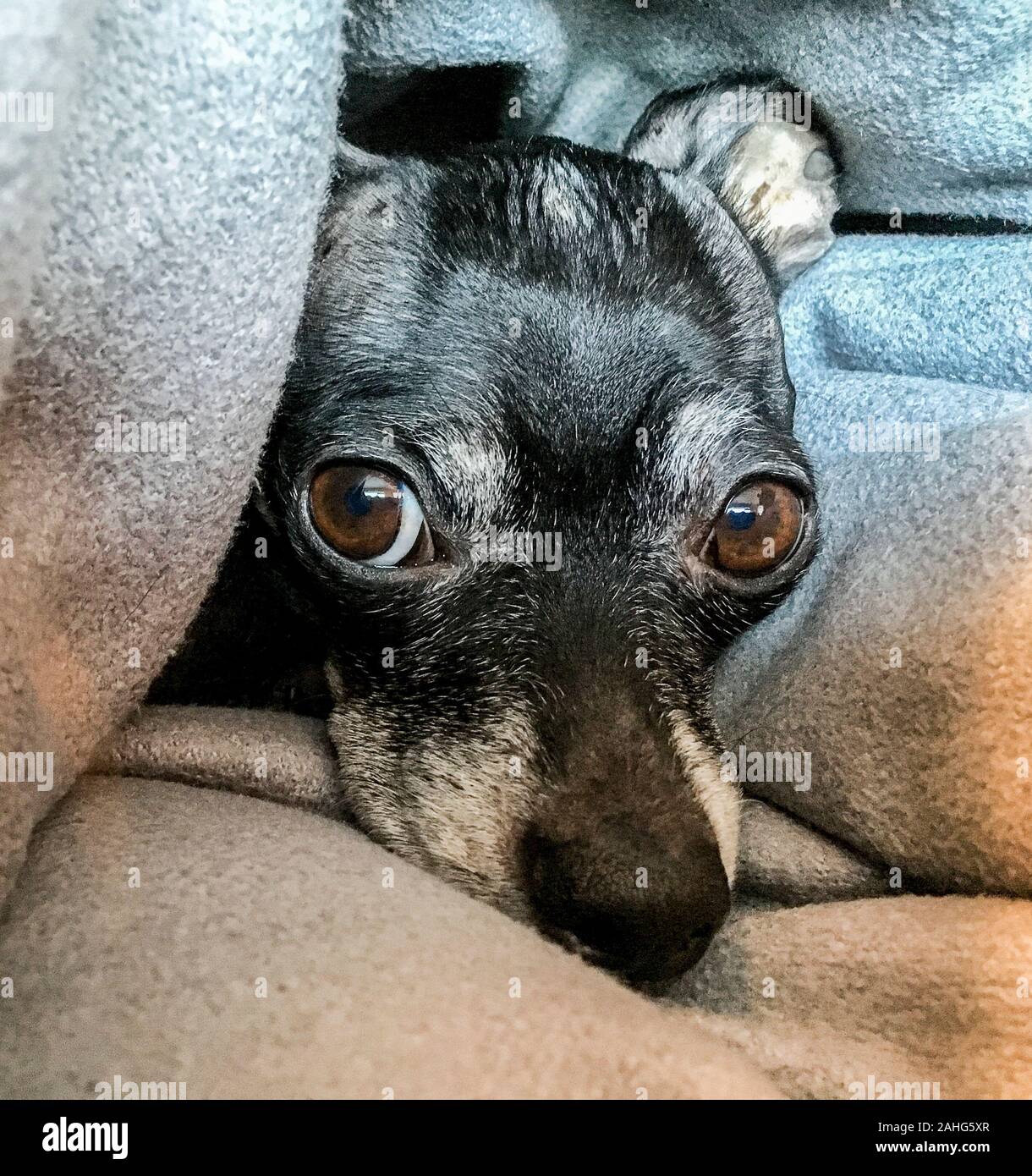 Adorable schwarz und braun Chihuahua heraus spähen aus seinem Nest der Drucktücher Stockfoto