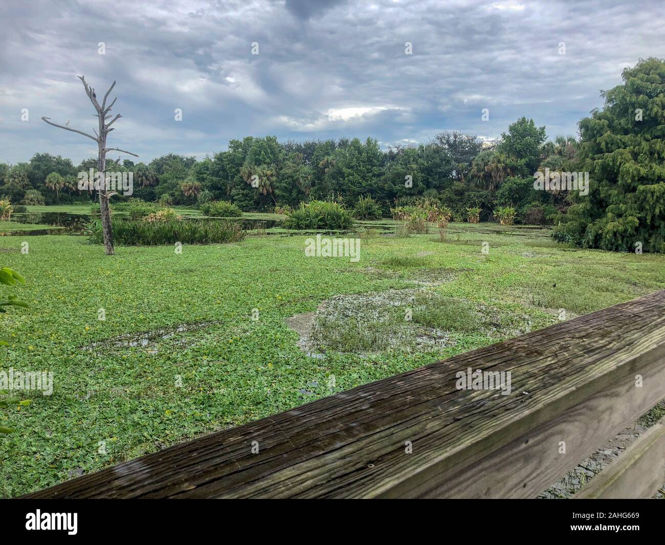 Einen großen Baum in der Florida Sumpf Stockfoto