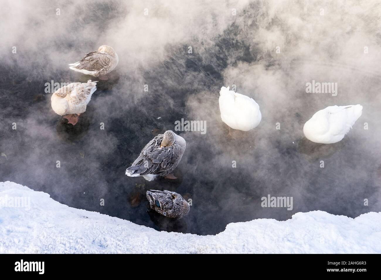 Enten und Gänse halten sich im dampfenden Wasser eines kalten Chena Hot Springs Morgens warm Stockfoto