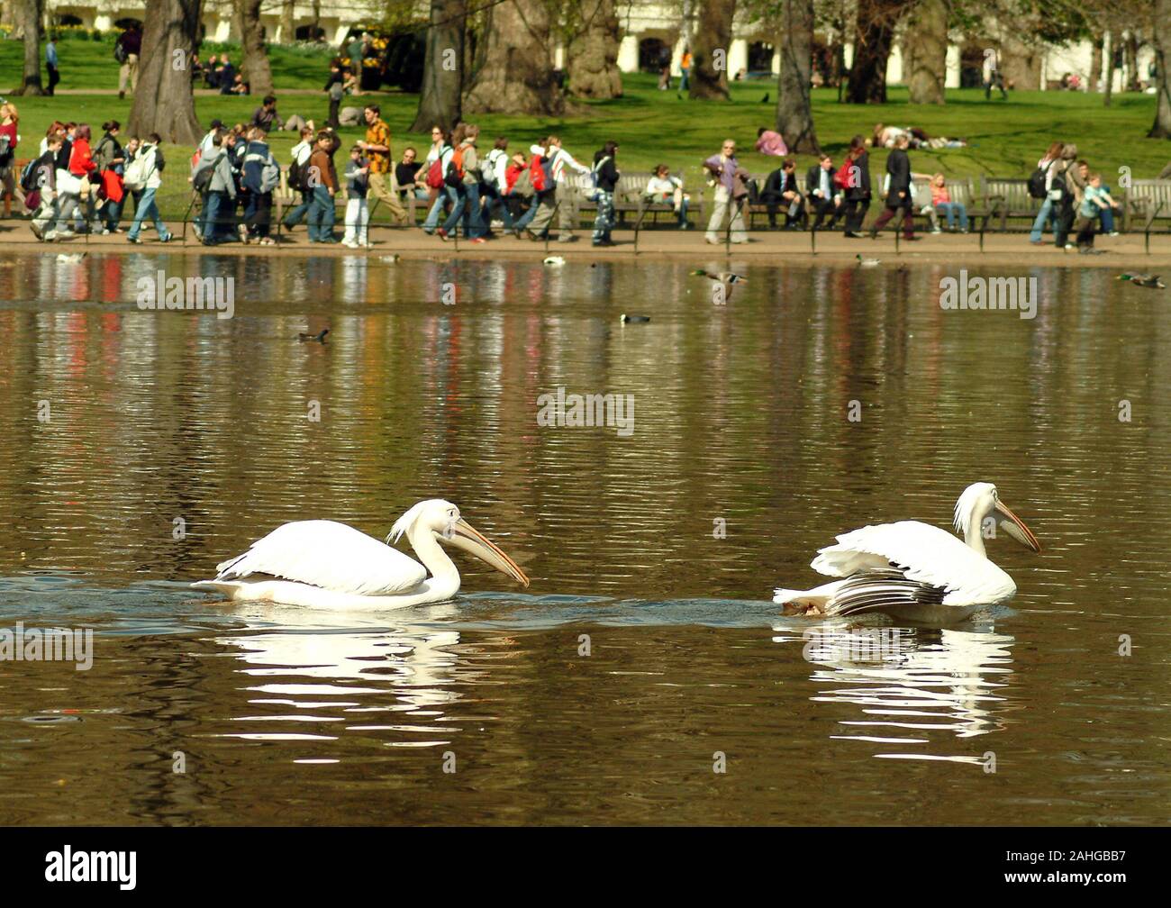 London, Großbritannien - 11 April 2005: Weiße Pelikane schwimmen gelassen auf einem Park See Stockfoto