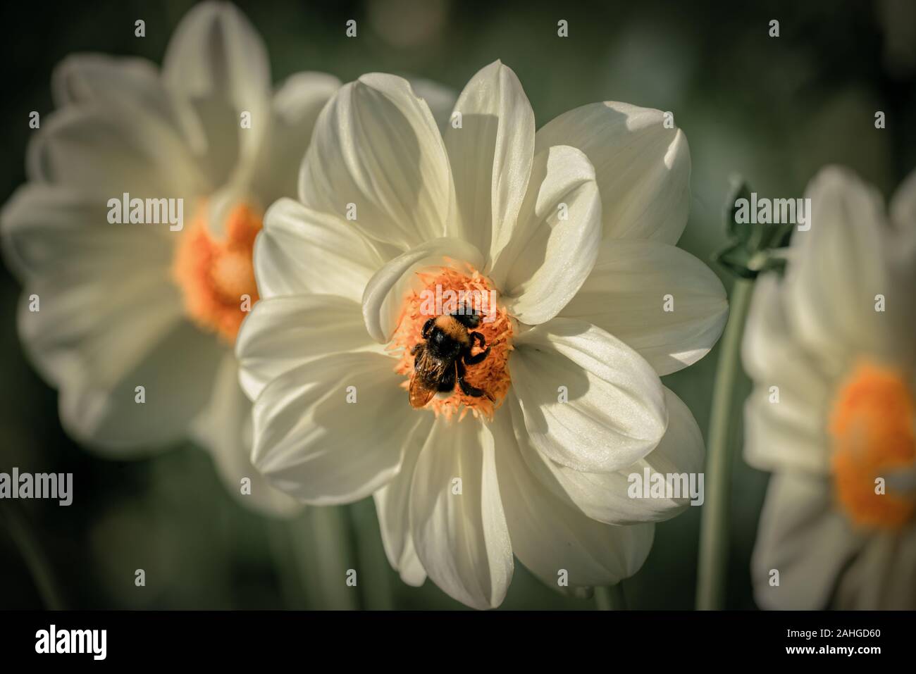 Detaillierte Nahaufnahme von dahlie Blüte weiss 'Luna' mit einem Bee Pollen sammeln Stockfoto