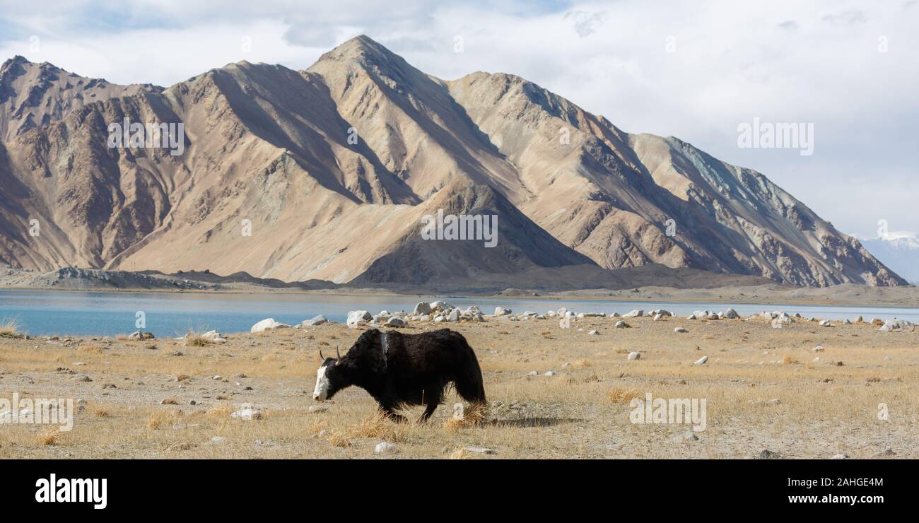 Panorama mit schwarzen Yak zu Fuß durch die Wiesen am See Karakul. Im Hintergrund ein Gebirge, das zu der Pamir (Xinjiang) Stockfoto