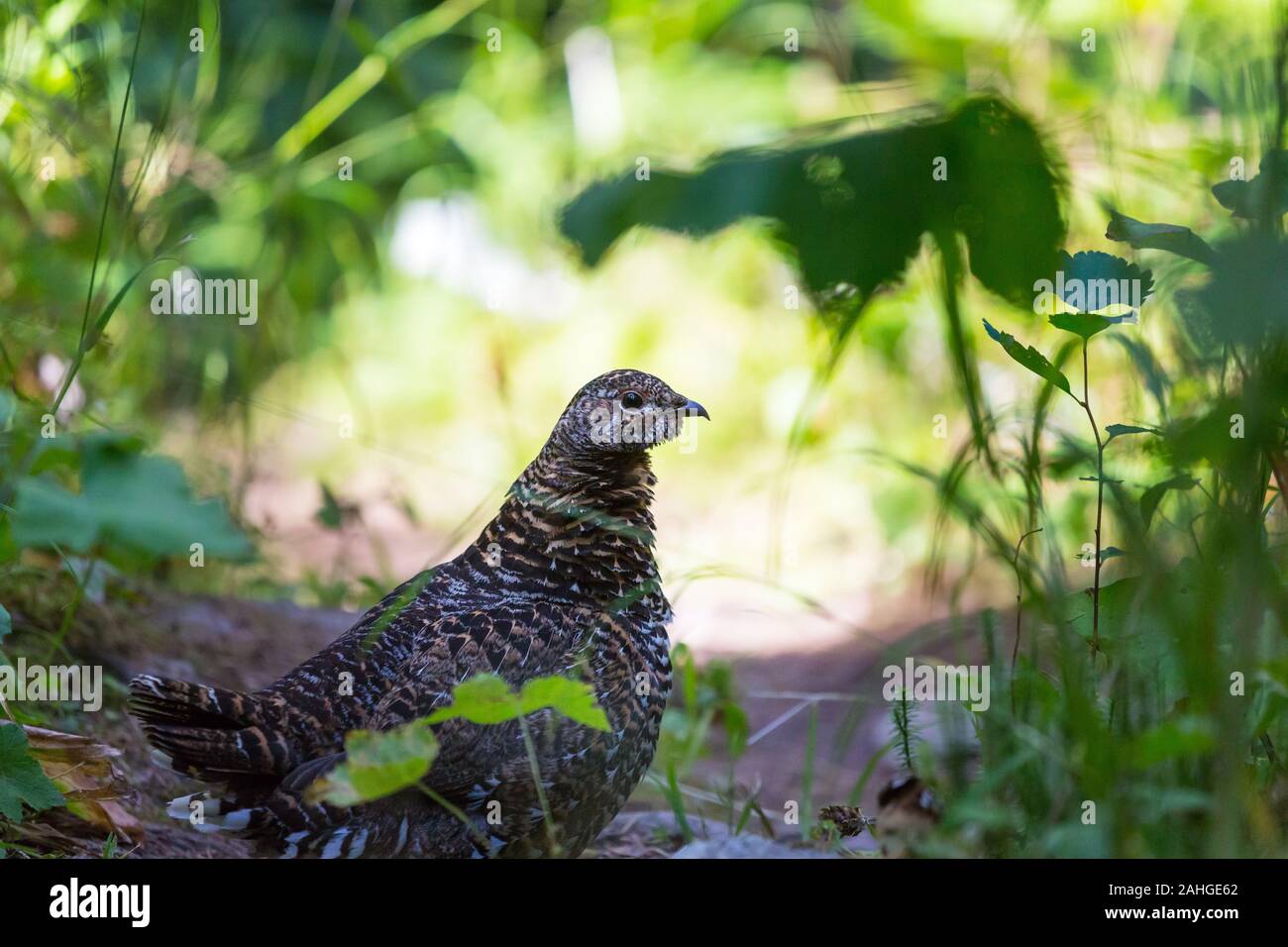 Vogel Spruce Grouse im Frühjahr grünen Wald Stockfoto