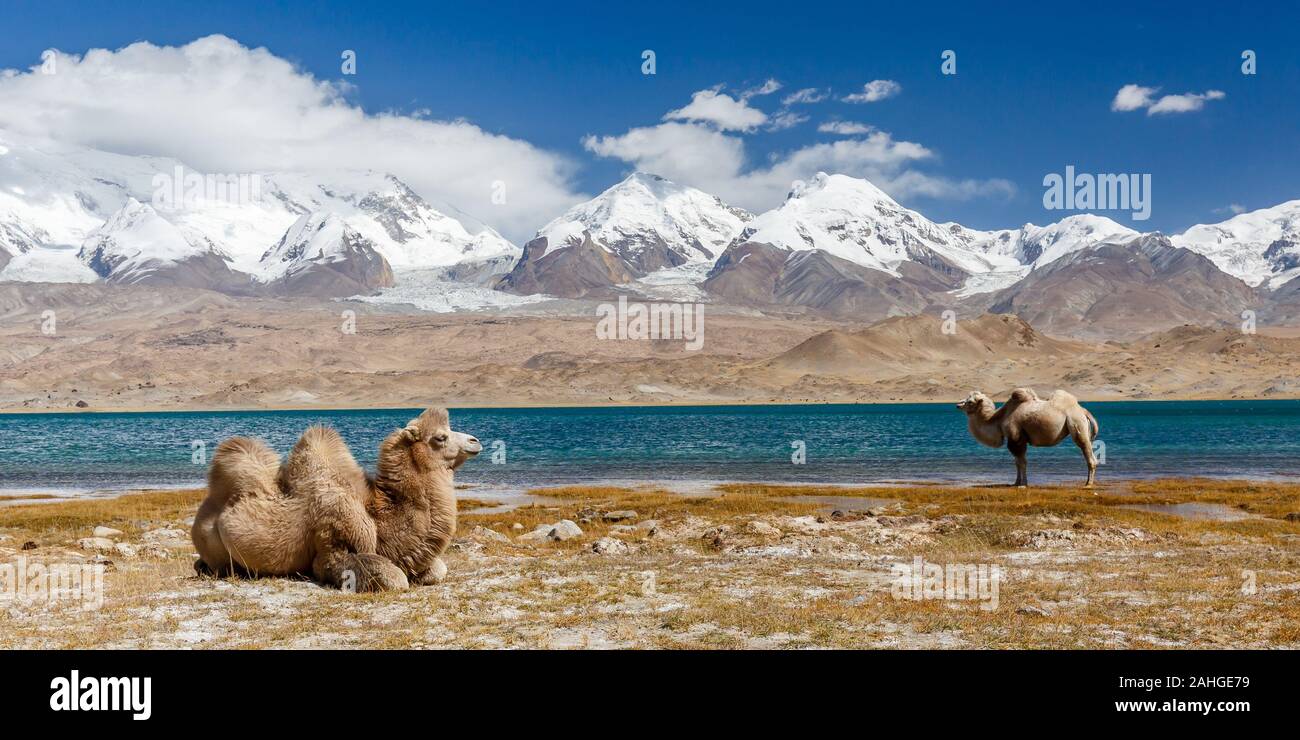 Panorama mit zwei Kamelen vor dem Karakol-See. Einer sitzt, der andere steht. Im Hintergrund die schneebedeckten Pamirberge. Wildnis. Stockfoto