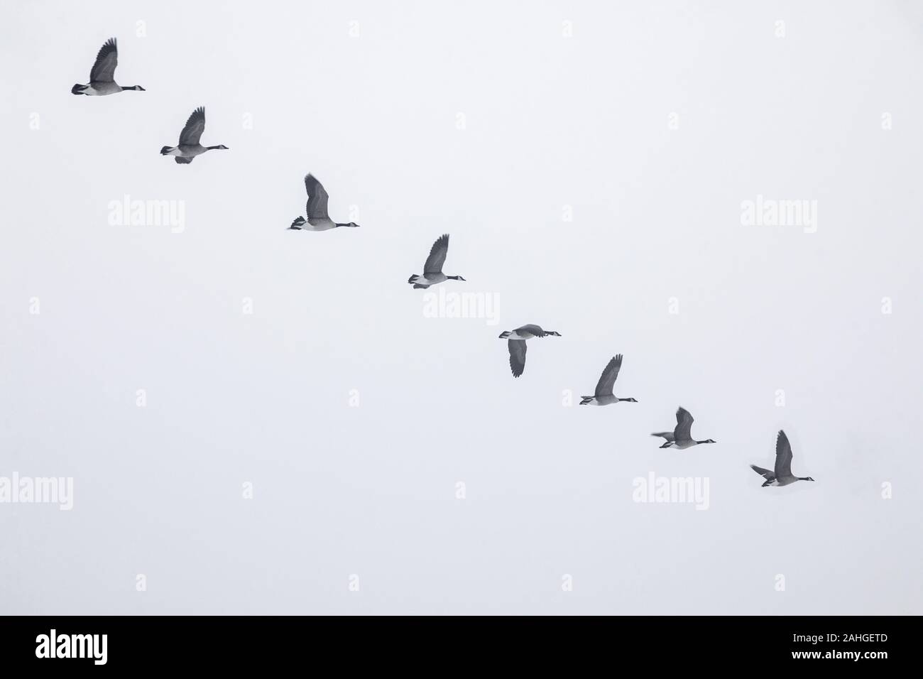 Kanada Gänse fliegen in Formation über den Himmel und Landschaft Stockfoto