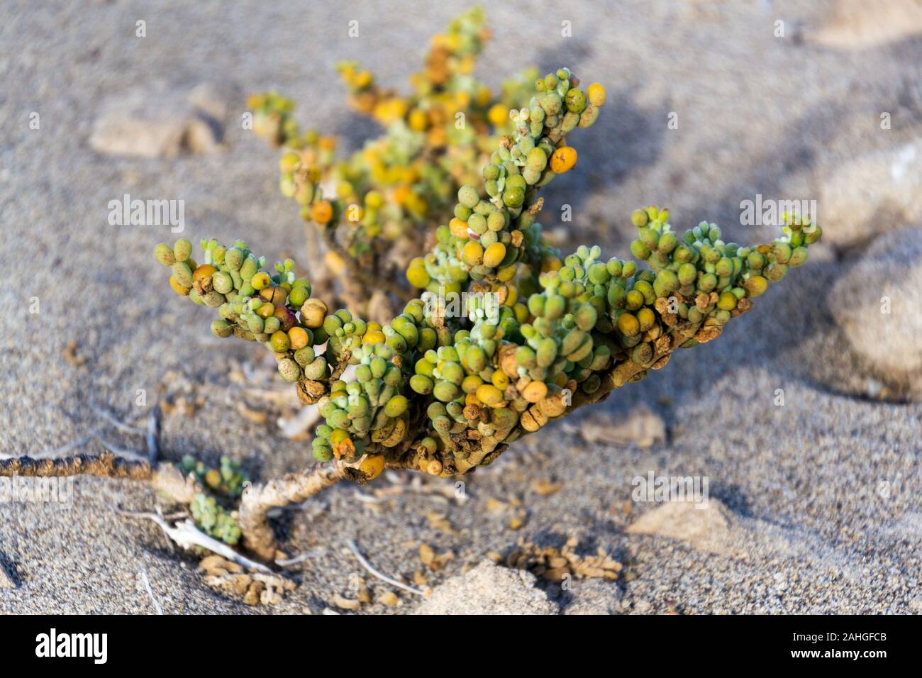 Tetraena fontanesii sukkulente Pflanze der Familie Zygophyllaceae wächst in Sand, Dünen, zygophyllum fontanesii, sonnigen Tag, Teneriffa, Kanaren, Spanien Stockfoto