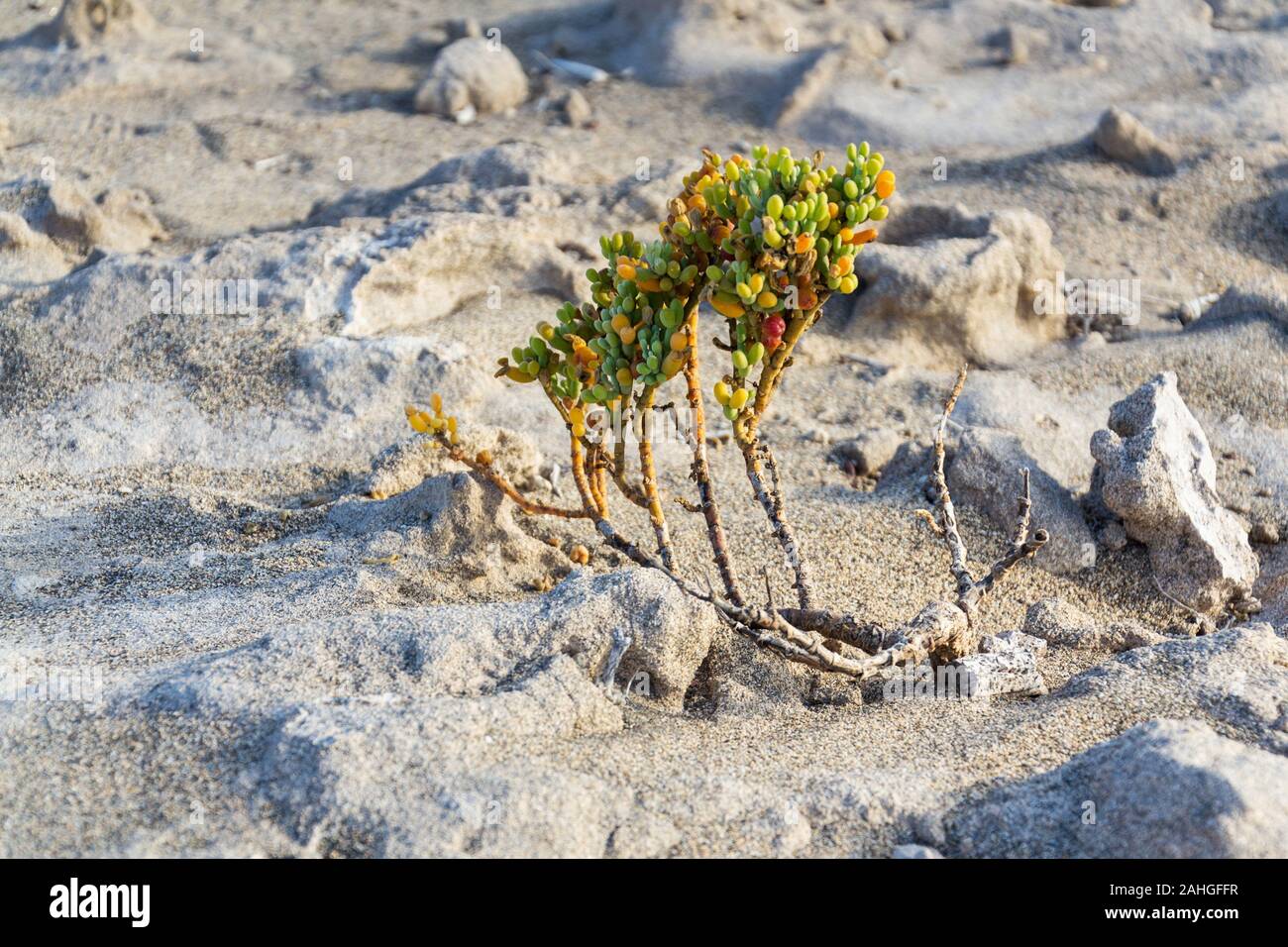 Tetraena fontanesii sukkulente Pflanze der Familie Zygophyllaceae wächst in Sand, Dünen, zygophyllum fontanesii, sonnigen Tag, Teneriffa, Kanaren, Spanien Stockfoto