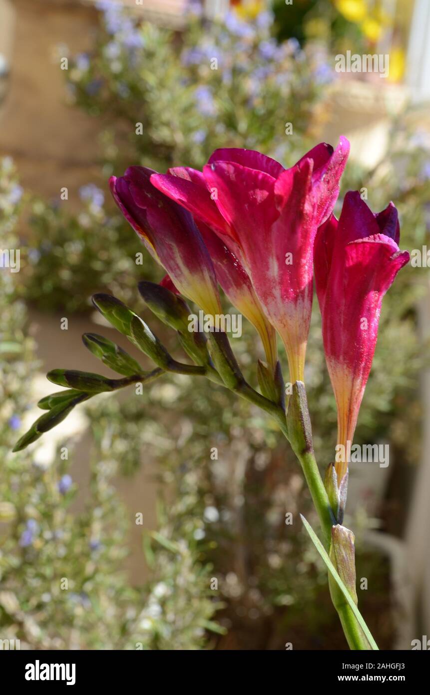Freesia garden Fotos und Bildmaterial in hoher Auflösung Alamy