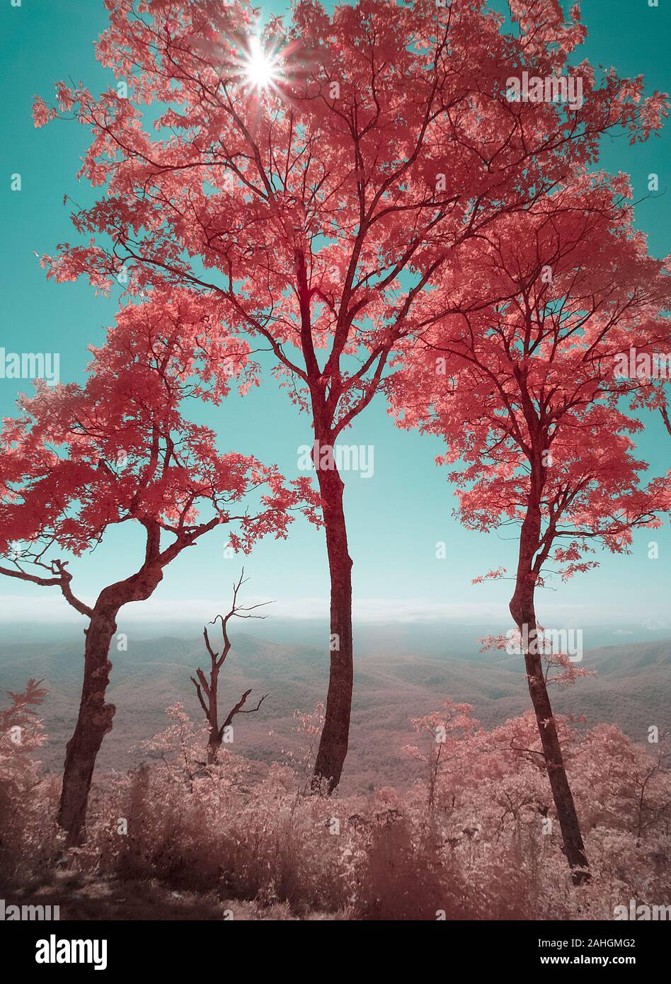 Falsche Farbe rot Infrarot Fotografie von Bäumen mit Sun burst entlang der Blue Ridge Park in North Carolina Stockfoto