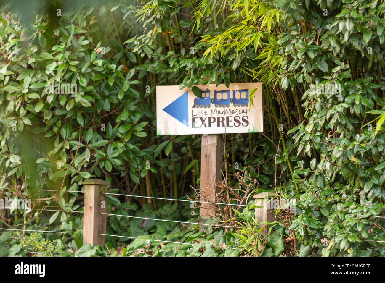 Schild für den Lost Madagascar Express Zug im Colchester Zoo, Essex, Großbritannien. Transport Erlebnis für Zoobesucher in der Öffentlichkeit. In Bäumen Stockfoto