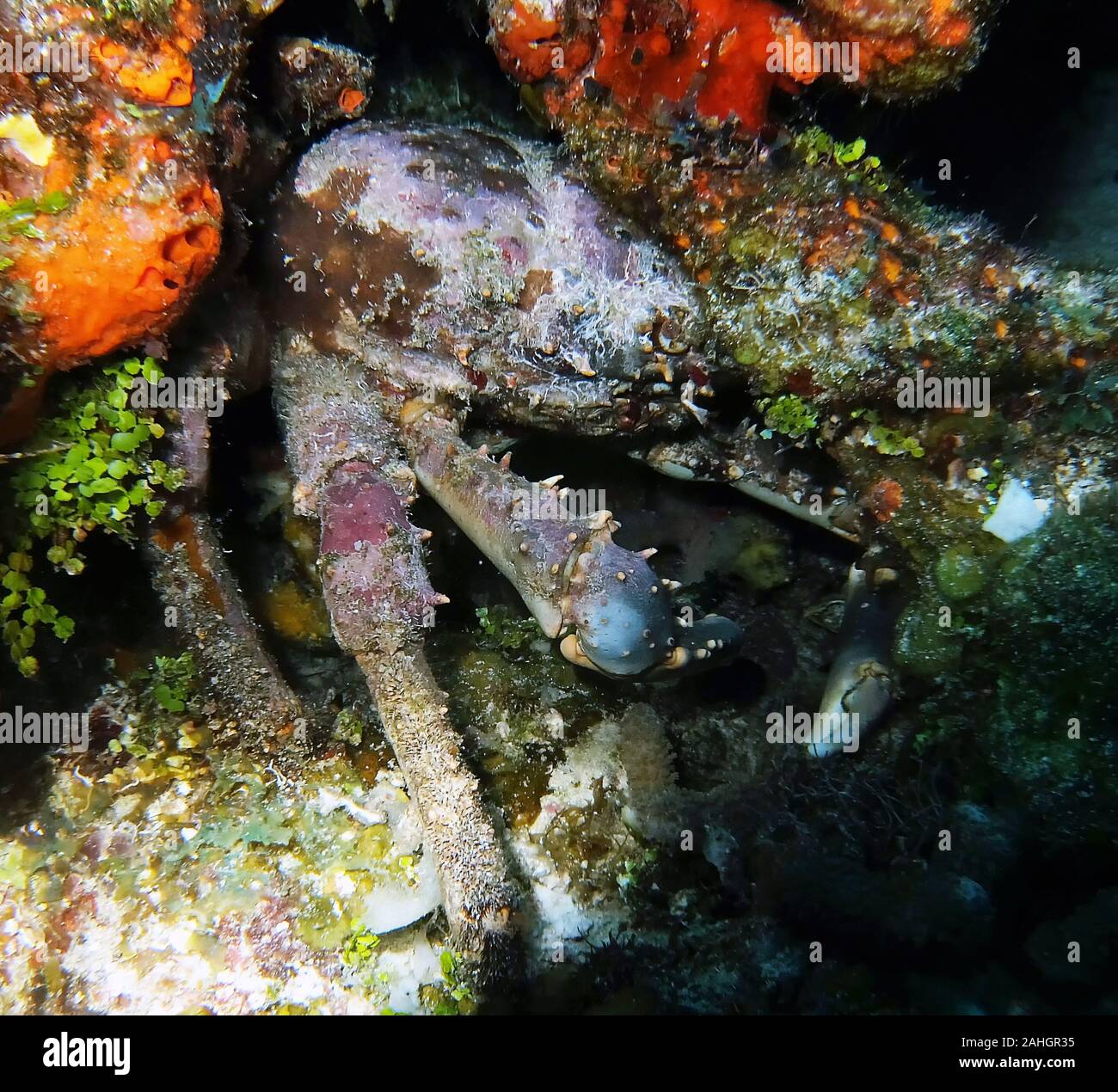 West Indian stacheligen Seespinne (Mithrax spinosissimus) Stockfoto