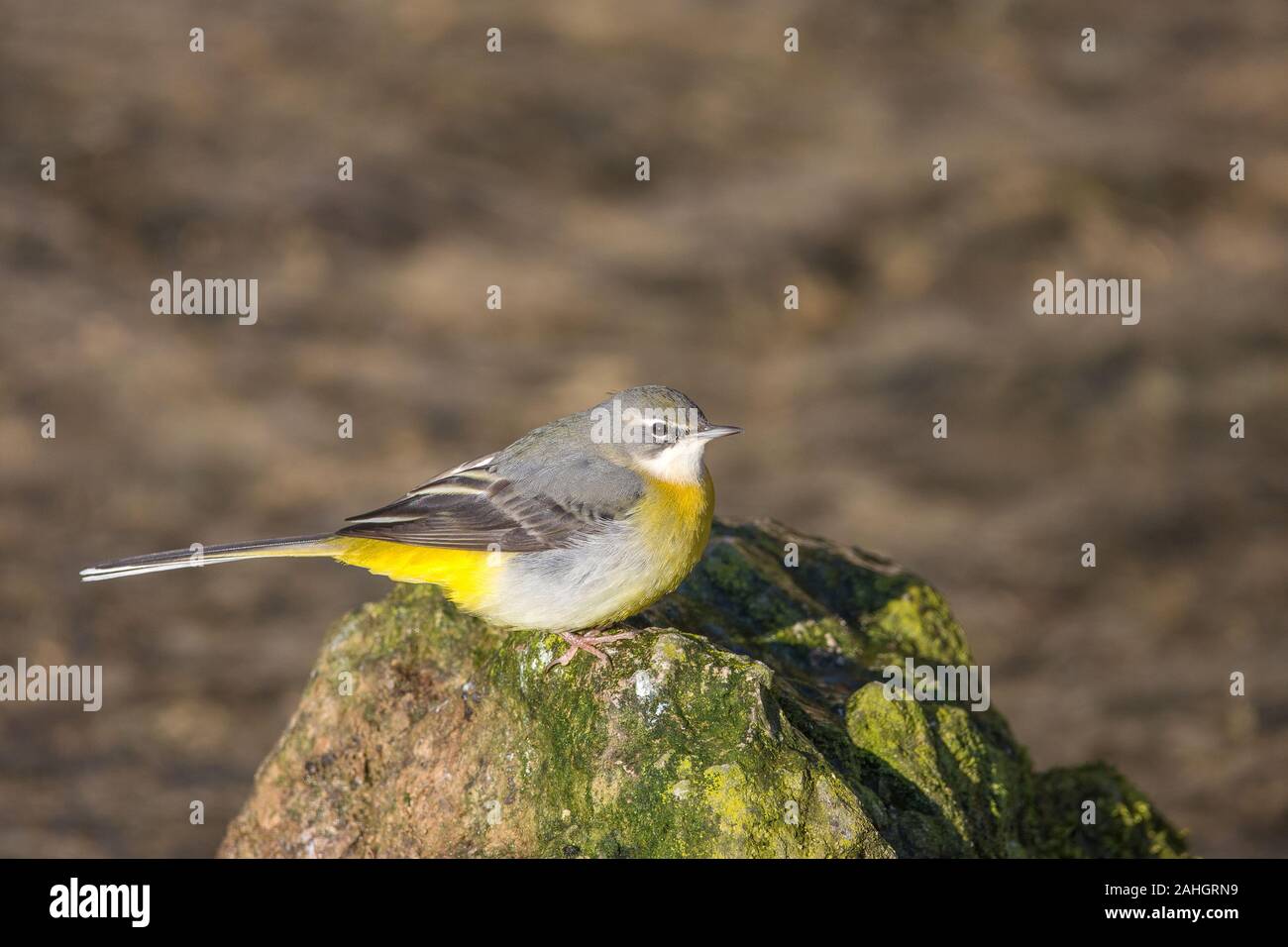 Gebirgsstelze (Motacilla cinerea) Gebirgsstelze • Baden-Württemberg, Deutschland Stockfoto