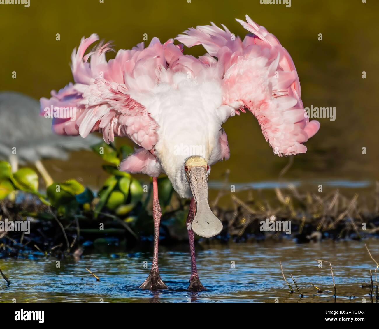 Rosalöffler schütteln Sie das Wasser aus seinem rosa Federn Stockfoto