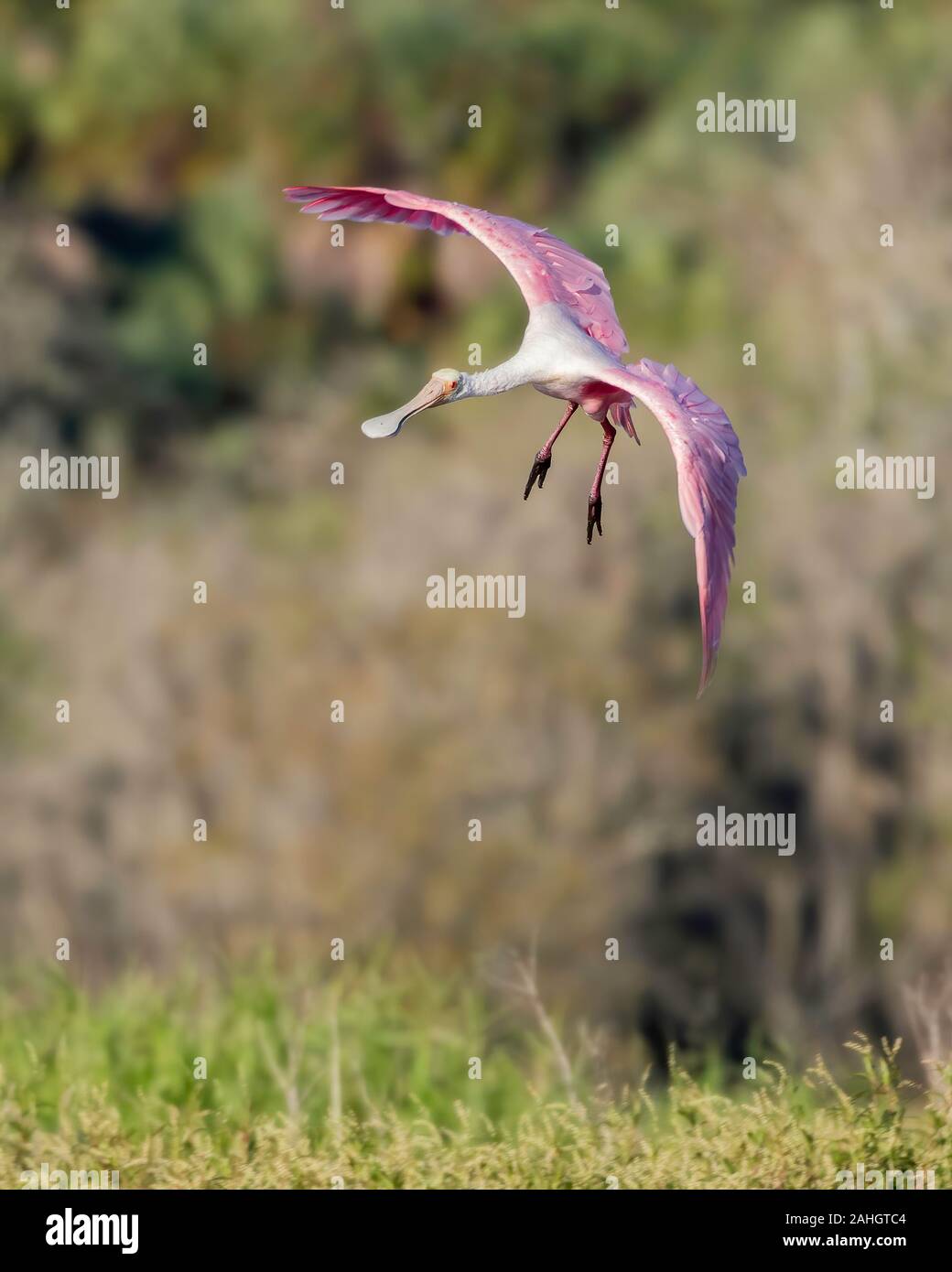 Rosalöffler fliegt mit offenen Flügeln und ausgestreckten Beinen Stockfoto