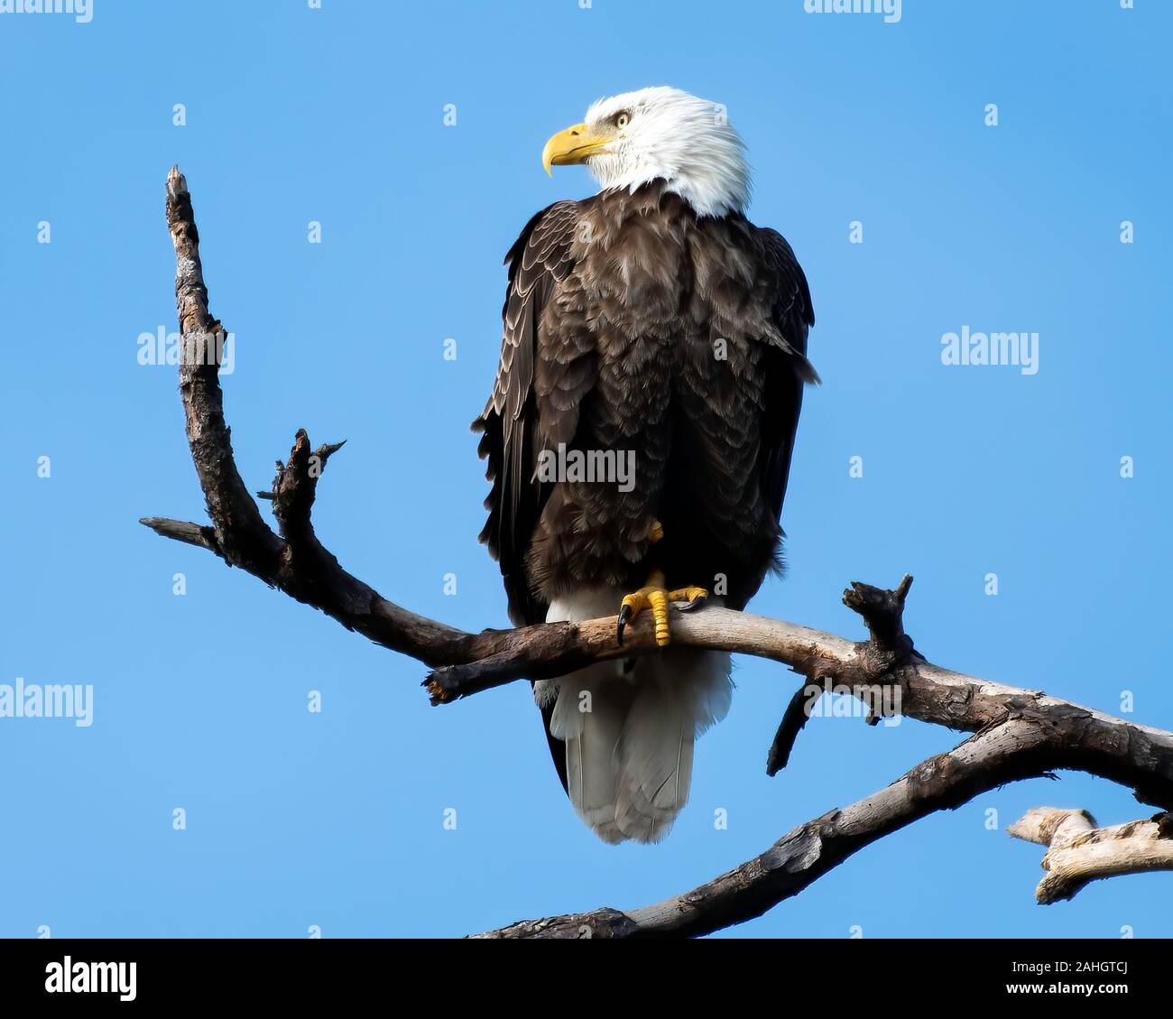 Amerikanische kahlen eage sitzt auf einem toten Zweig gehockt Stockfoto